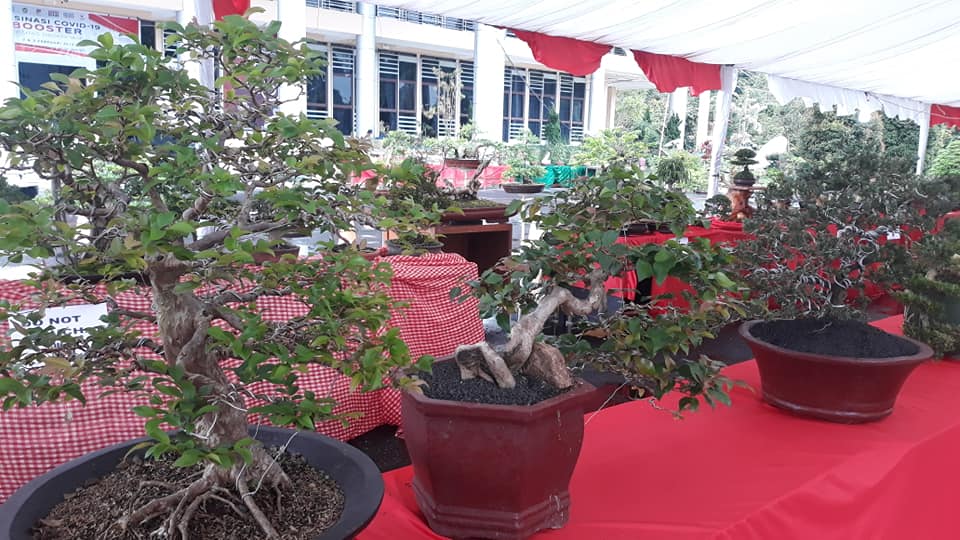 Pameran Bonsai Universitas Negeri Manado